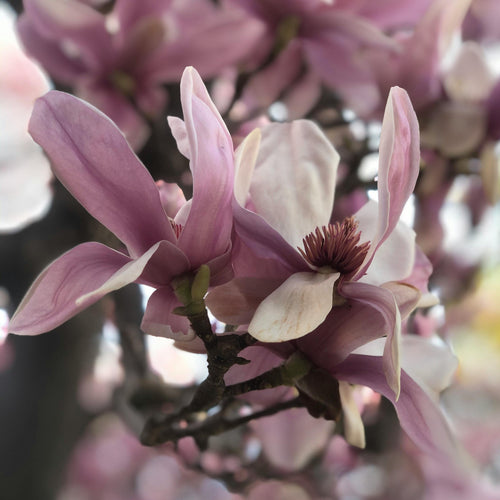 Custom Blended Natural Perfume -  Magnolia Package